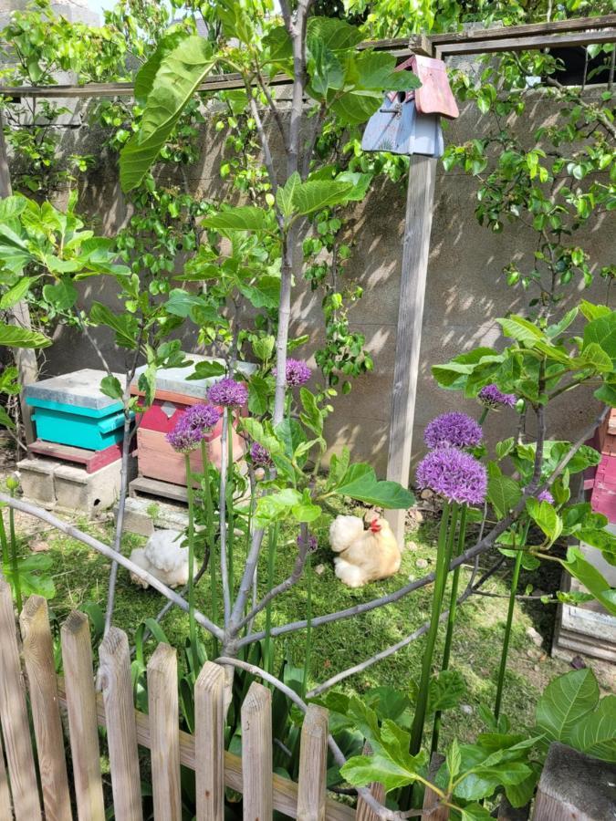 Tiny House Cosy 2 - Angers Green Lodge Ngoại thất bức ảnh